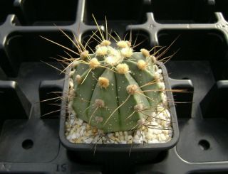 Astrophytum Senile V.  Aureum X Asterias Own Roots Rare Cactus 10177
