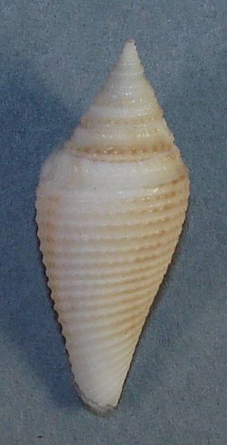 Conus Coromondelicus 36.  08mm Choice Rare Specimen South Of Madras,  India
