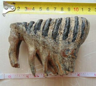 Rare Extinct Fossil Baby Woolly Mammoth Partial Tooth Siberia