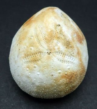 Very rare Eupatagus rubellus 34.  8 mm Aliguay Island sea urchin heart urchin 2
