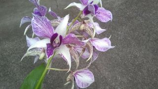 Dendrobium Fire Wings Orchid Plant.  Neat Hybrid.  Rare Offering.  Limited