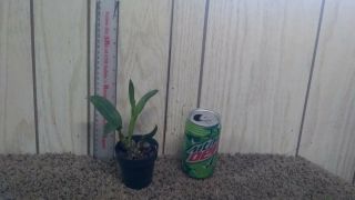 Dendrobium Fire wings orchid plant.  Neat hybrid.  Rare offering.  Limited 2