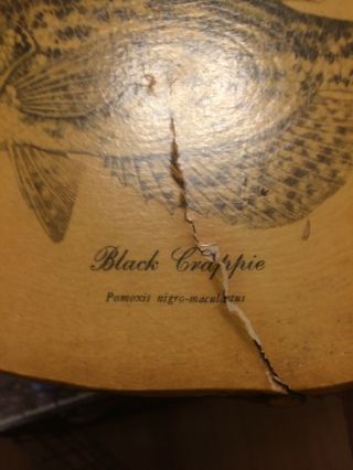 Vintage Heddon Dowagiac Wood Black Crappie Plaque Very Rare 3