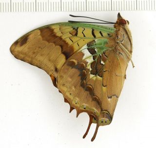 Charaxes Candiope,  Rare Nymphalidae Butterfly From South Africa,  Papered