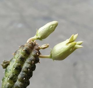 Echidnopsis Insularis Rare No Stapelia Tridentea Pseudolithos Huernia
