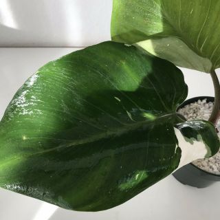 Xl Philodendron White Knight Cutting Rare Aroid Monstera