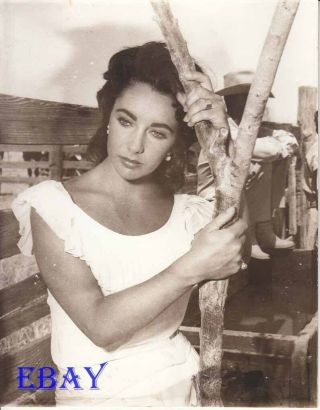 Elizabeth Taylor Leans On A Tree Giant Rare Photo