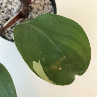 Variegated White Knight Rare Aroid Cutting - Philodendron - Monstera