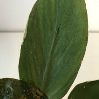 Variegated White Knight Rare Aroid Cutting - Philodendron - Monstera 2