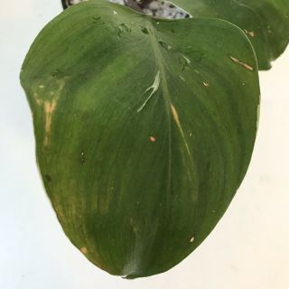 Variegated White Knight Rare Aroid Cutting - Philodendron - Monstera 3