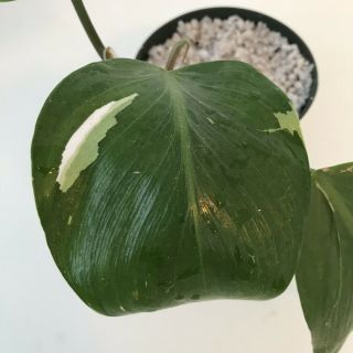 Variegated White Knight Rare Aroid Potted Plant - Philodendron - Monstera