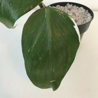 Variegated White Knight Rare Aroid Potted Plant - Philodendron - Monstera 2