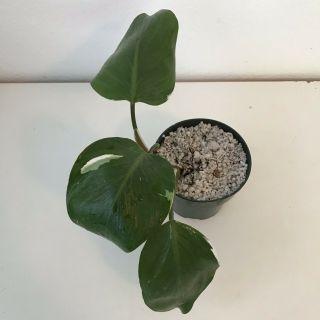 Variegated White Knight Rare Aroid Potted Plant - Philodendron - Monstera 3