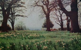 Daffodil Wood Uk Antique Postcard Early 1900s Rare Kensington Elvington Brinkwor