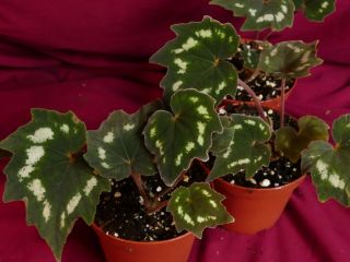 Begonia Plant Palmata Dark Form 4 " Pot Rare Plant Rhizomatous