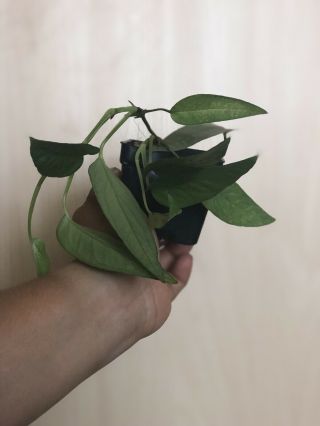 Cebu Blue Pothos - Epipremnum Pinnatum - Rare,  Hard To Find - Rooted Cuttings