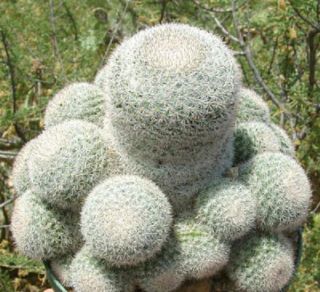 Rare Mammillaria Candida @j@ Cactus Cacti Seed 20 Seeds