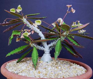 Euphorbia Suzannae - Marnierae,  Exotic Rare Madagascar Bonsai Caudex Seed 5 Seeds