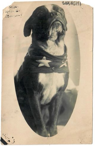 Incredible Antique Snapshot Photo Of Boston Terrier Dog Wearing Sweater W/stars