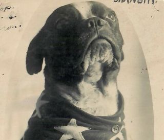 INCREDIBLE Antique SNAPSHOT PHOTO of BOSTON TERRIER DOG Wearing SWEATER w/STARS 2
