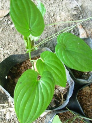 1 Rizome Stemona Collinsae Craib.  Organic Herb Fresh Rare Thai Tree Plane Flower