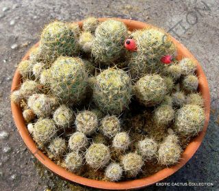 Rare Mammillaria Prolifera Haitiensis Cactus Succulent Plant Cacti Seed 20 Seeds