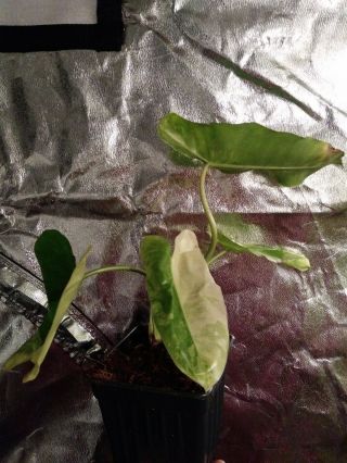 Philodendron Burle Marx Albo Variegata Rare Variegated Plant Imperfect