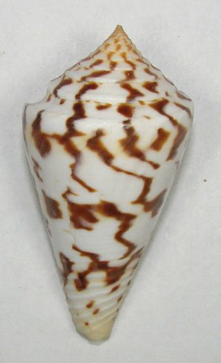Conus Centurio 52.  24mm Choice Rare Specimen Santa Marta,  Colombia