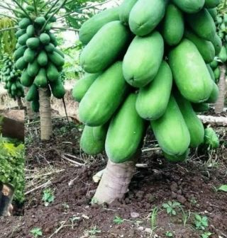 50 Rare Thai Dwarf Bonsai Papaya Seeds,  Bisexual Organic,  Qld