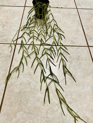 Rare Hoya Linearis 7 Strands Mature And Well Rooted Plant Actual Plants 