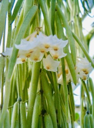RARE Hoya Linearis 7 Strands Mature And Well Rooted Plant Actual Plants  3
