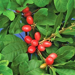 Miracle Fruit @@ Synsepalum Dulcificum Rare Tropical Exotic Berry Edible 3 Seeds
