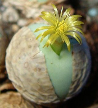 Rare Conophytum Calculus Exotic Cactus Living Stones Mesemb Cacti Seed 15 Seeds
