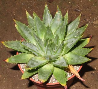 Aloe Polyphylla Spiral 12cm Rare Succulent Plant Echeveria Ariocarpus Aztekium B
