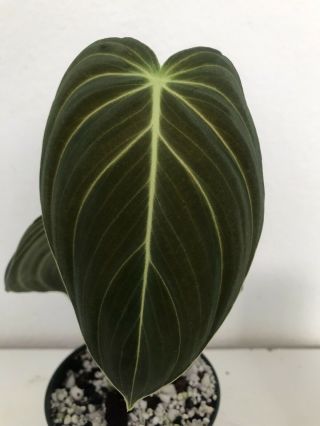 Rare Philodendron Melanochrysum - Aroid - Monstera In 6 Inch Pot