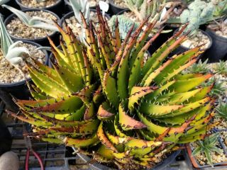 Rare 10g Size Aloe Melanacantha Twin Headed Specimen Aloe.  Winter Grower