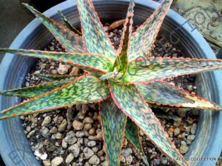 Aloe Peppermint @j@ Agave Healing Medicinal Succulent Rare Plant Seed 10 Seeds
