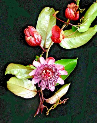Passiflora Ambigua,  Rare Passion Flower Fruit Collector Exotic Seed 10 Seeds