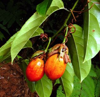 PASSIFLORA AMBIGUA,  RARE Passion Flower fruit COLLECTOR exotic seed 10 SEEDS 2