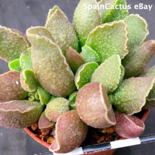 Adromischus Marianiae Cv.  Obxydiana King Size Hybrid Rare Succulent Plant 15/9