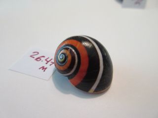 Polymita Spectacular Shell 26.  47 Mm Absolutely Gorgeous Rare