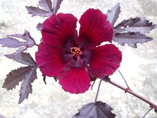 Hibiscus Acetosella Rare Cranberry False Roselle Medicinal Edible Plant 15 Seeds