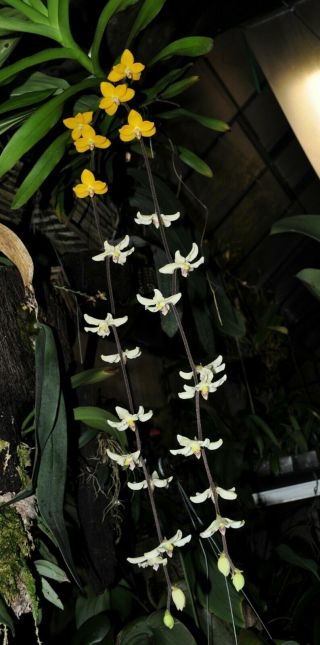 Dimorphorchis Rossii Very Rare And Spectacular Orchid Species Compot