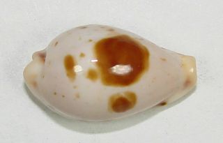 Cypraea Saulae Nugata 20.  77mm Choice Rare Specimen Cairns,  Qld. ,  Australia