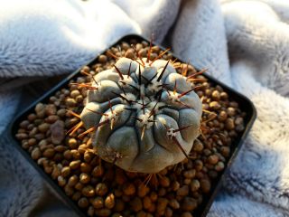 Copiapoa Cinerea / Cifuncho - Chile / - Rare Plant - Seedling ?