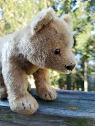 Little Vintage Mohair Teddy Bear On All Fours German/steiff Glass Eyes