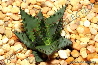 Rare Aloe Broomii Snake Thorny Succulent Exotic Hardy Agave Cactus Seed 15 Seeds