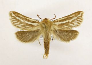 Eudalaca Albistriata Rare Hepialidae Moth From South Africa,  Mounted