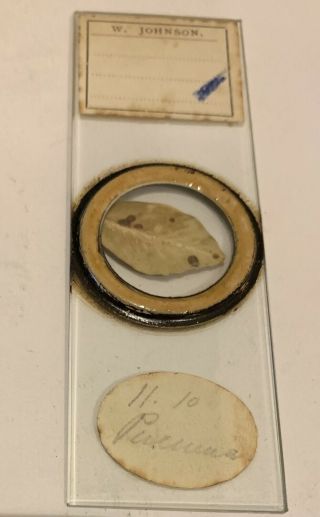 Antique Victorian Microscope Slide Rare Rev W Johnson ? Mount Leaf Disease