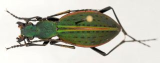 Ceroglossus Buqueti Sybarita Very Rare Onlyone Carabidae Cicindelidae Coleoptera